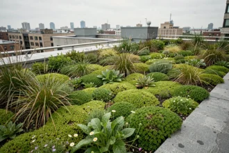 Toiture végétalisée avec plantes succulentes et graminées sur un bâtiment urbain moderne avec vue sur la skyline de la ville